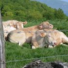 Jakobsweg - Blonde Kühe in den Pyrenäen