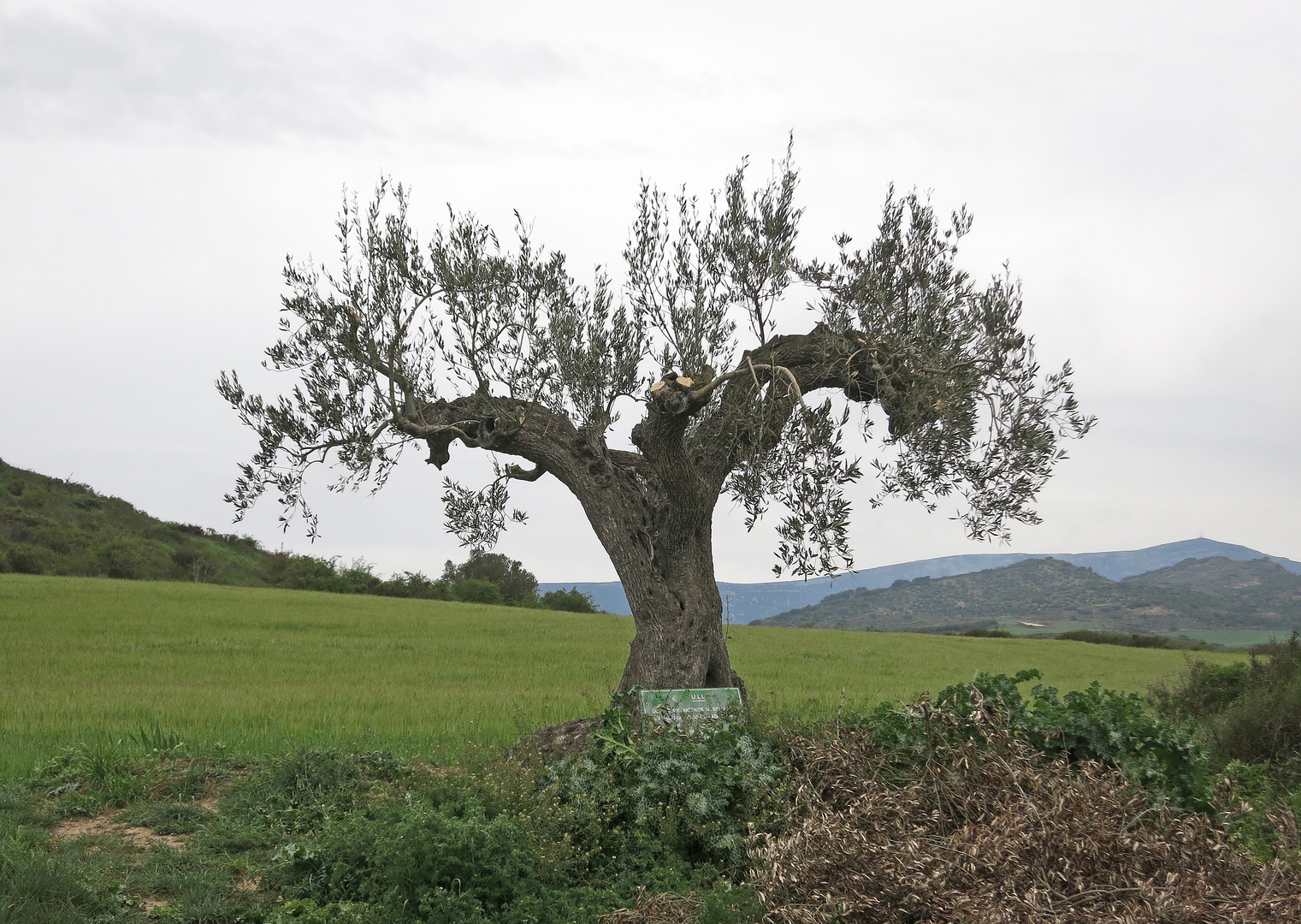 Jakobsweg - Der alte Olivenbaum.