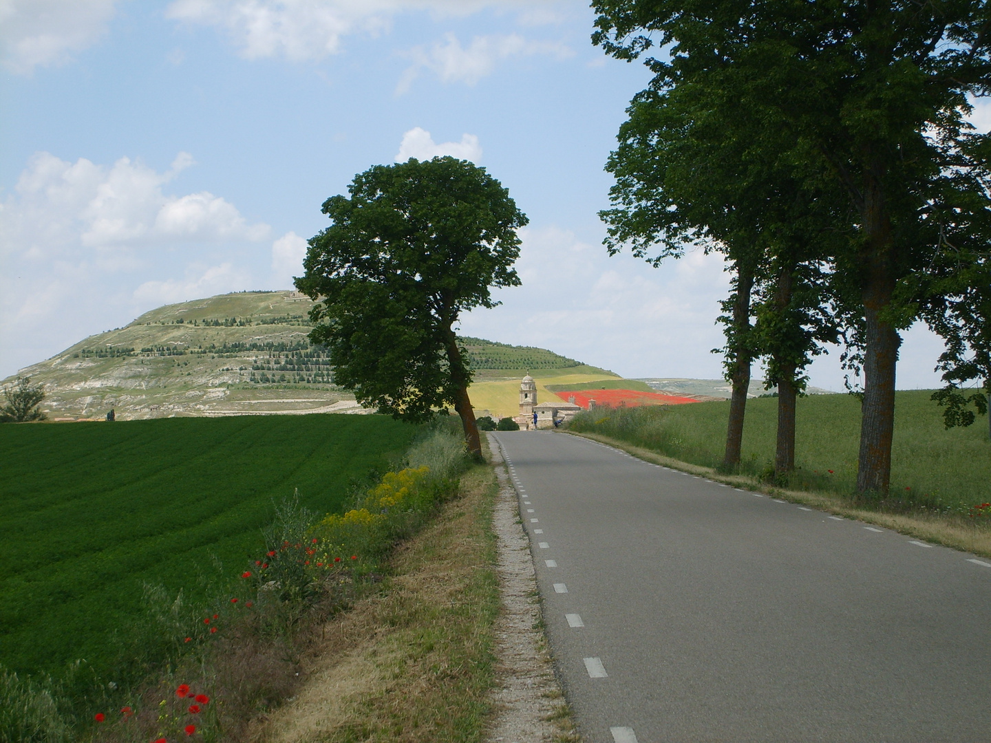 Jakobsweg zum Mohn