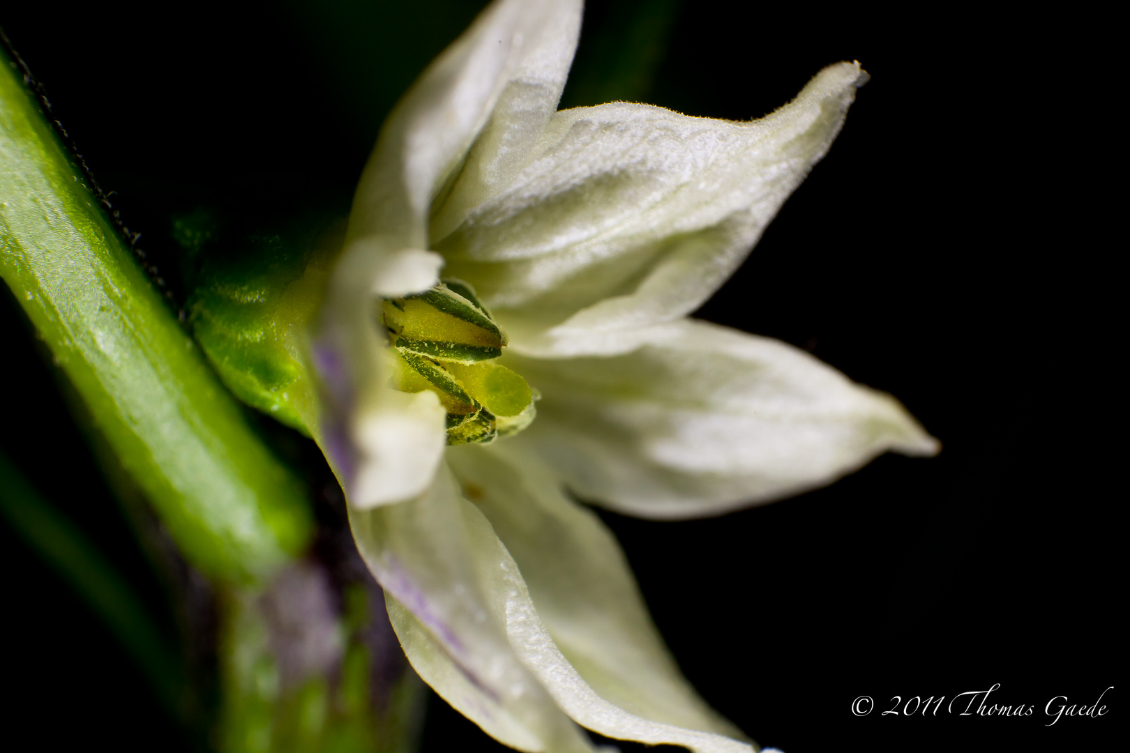 Jalapeno Blüte