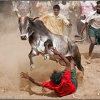 Jallikattu