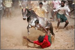 Jallikattu