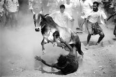 Jallikattu Black & White