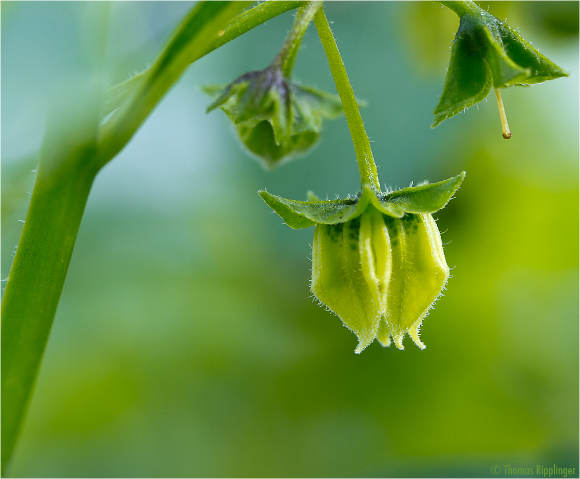 Jaltomata (Saracha edulis)..