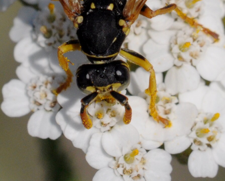 jam jam jam ... lecker Pollen