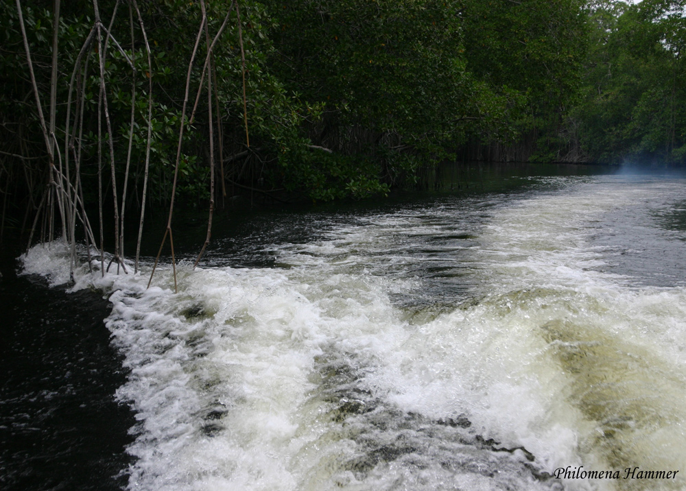 Jamaica - auf dem black River