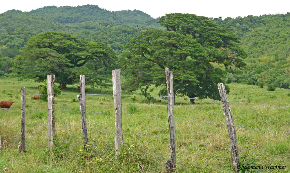 Jamaica - auf dem Weg zum Black River