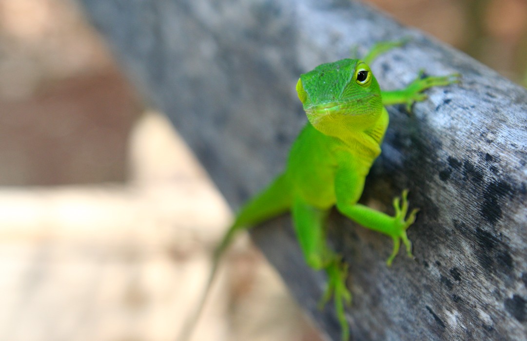 jamaica gecko