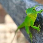 jamaica gecko