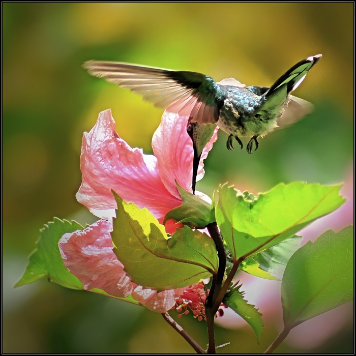 jamaican hummingbird