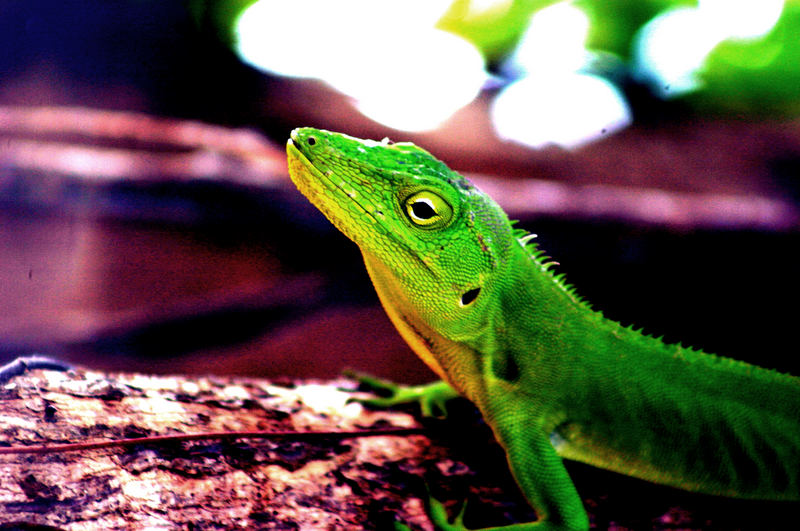 Jamaican Iguana