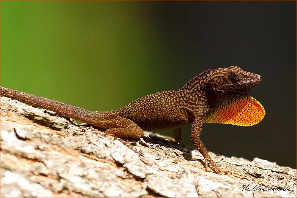 Jamaican Lizard