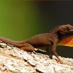 Jamaican Lizard