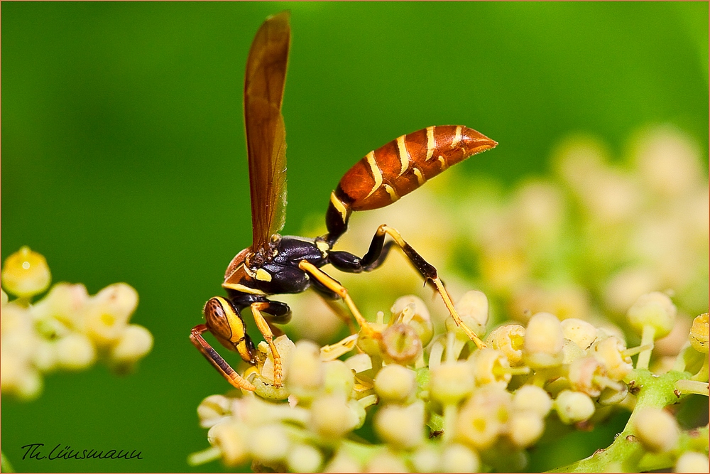 Jamaican Wasp