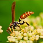 Jamaican Wasp