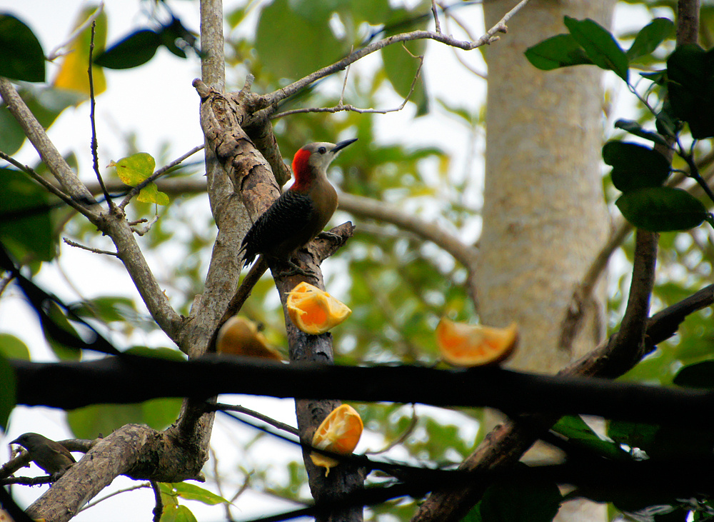 ..Jamaican Woodpecker..