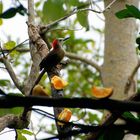 ..Jamaican Woodpecker..