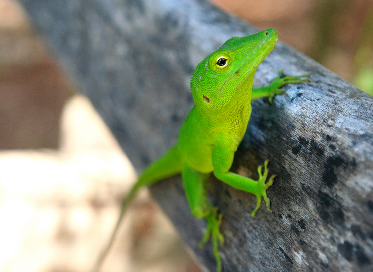 Jamaika-Anolis