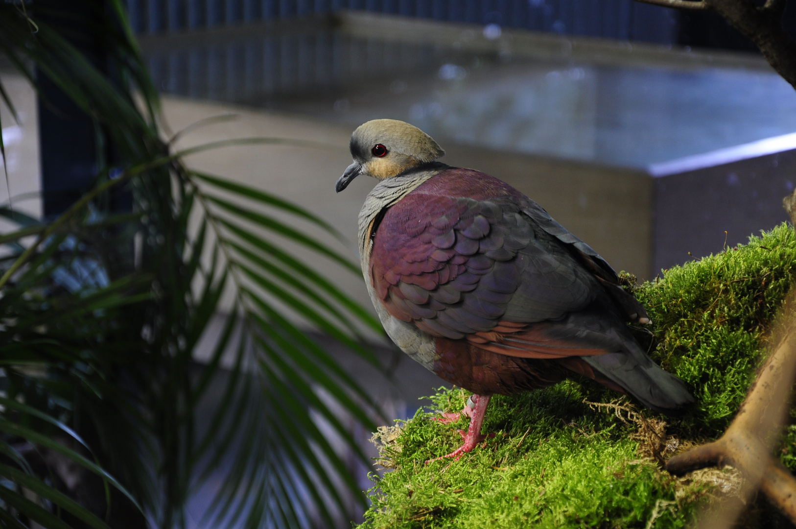 Jamaika-Erdtaube (Geotrygon versicolor) im Zoo Leipzig