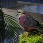 Jamaika-Erdtaube (Geotrygon versicolor) im Zoo Leipzig