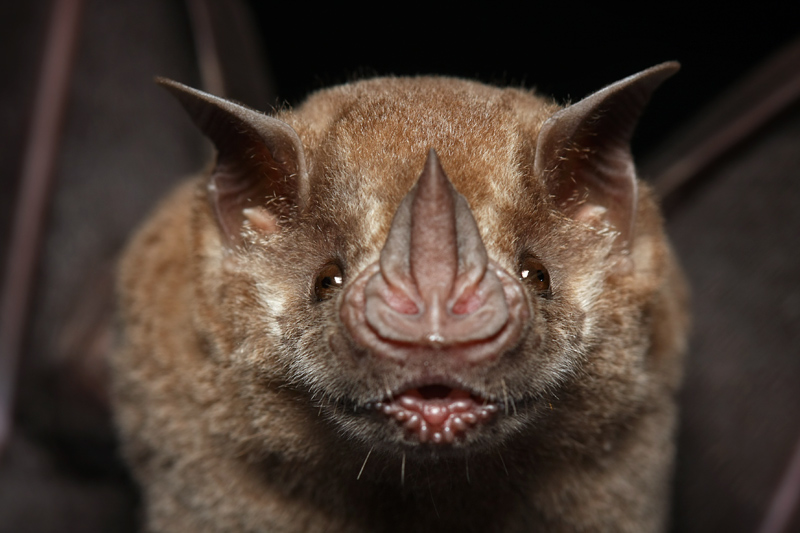 Jamaika-Fruchtfledermaus (Artibeus jamaicensis)