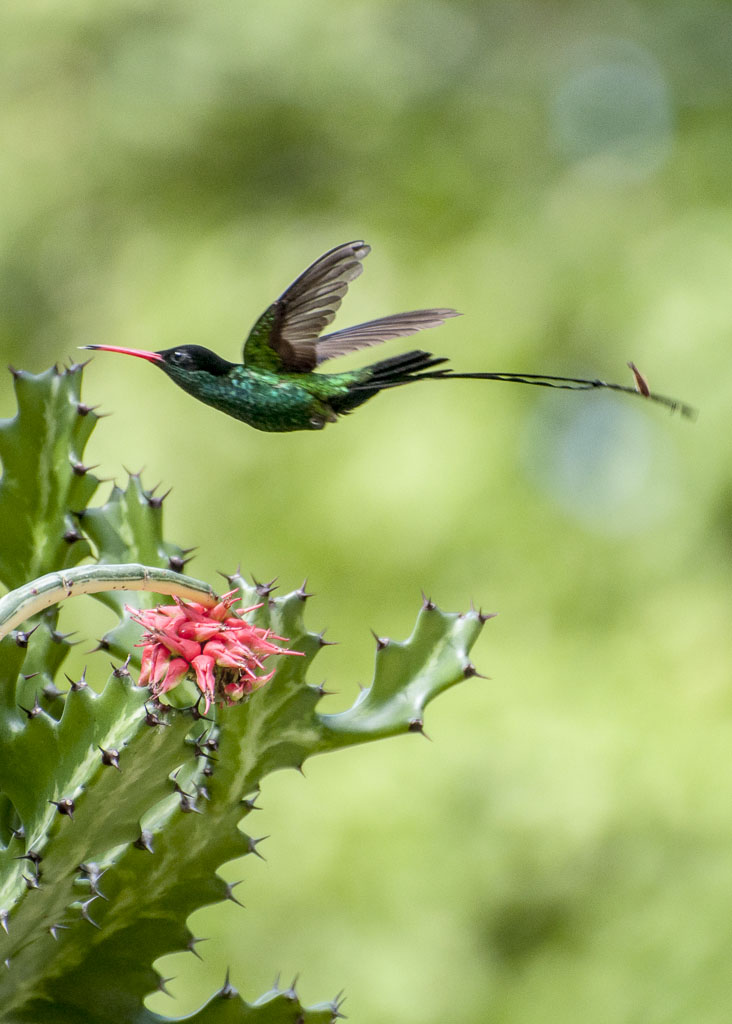 Jamaika Kolibri