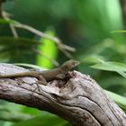 Jamaikanischer Gecko