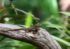 Jamaikanischer Gecko