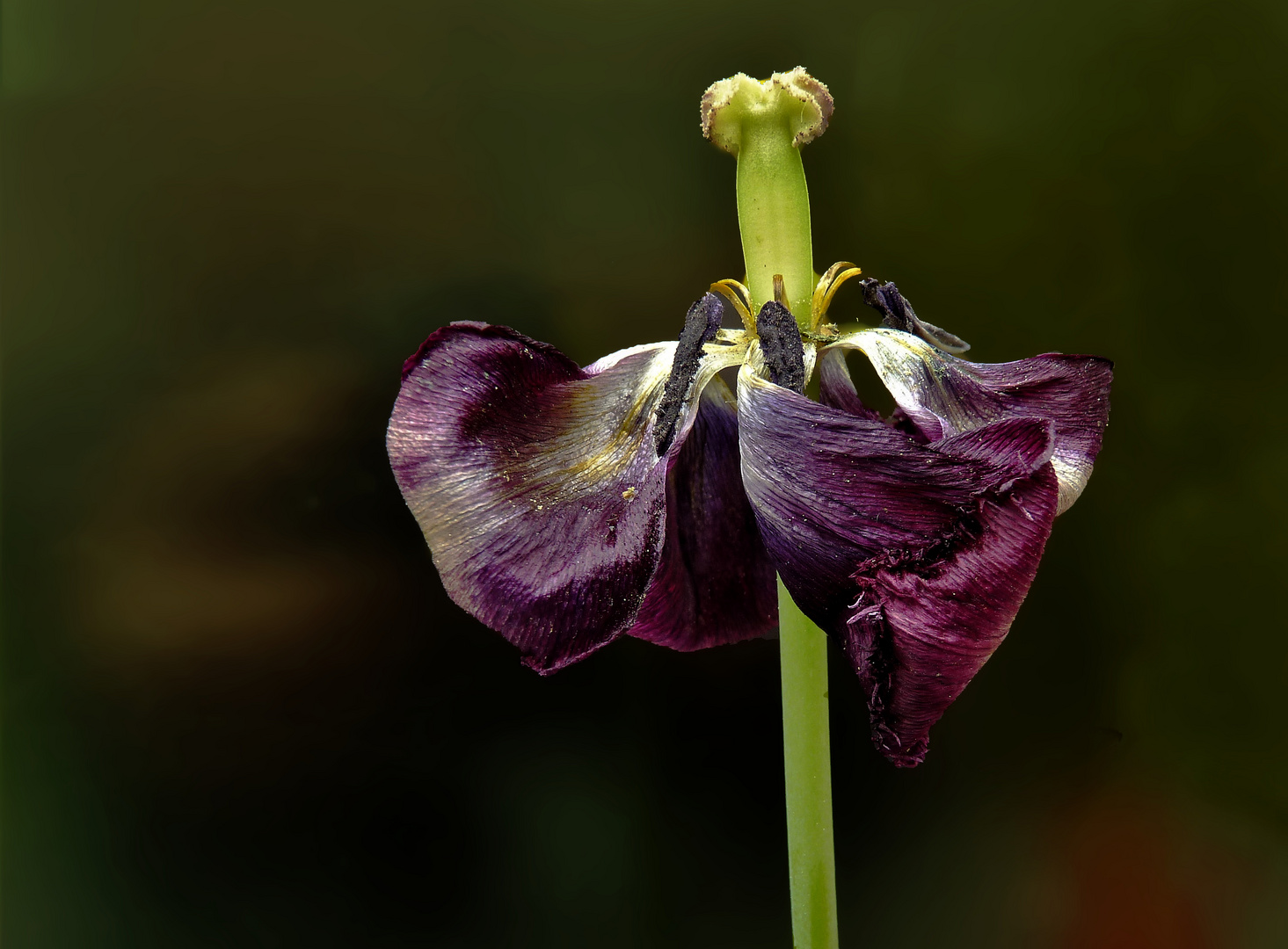 Jamais 2 sans 3, les tulipes, c'est fini (3)