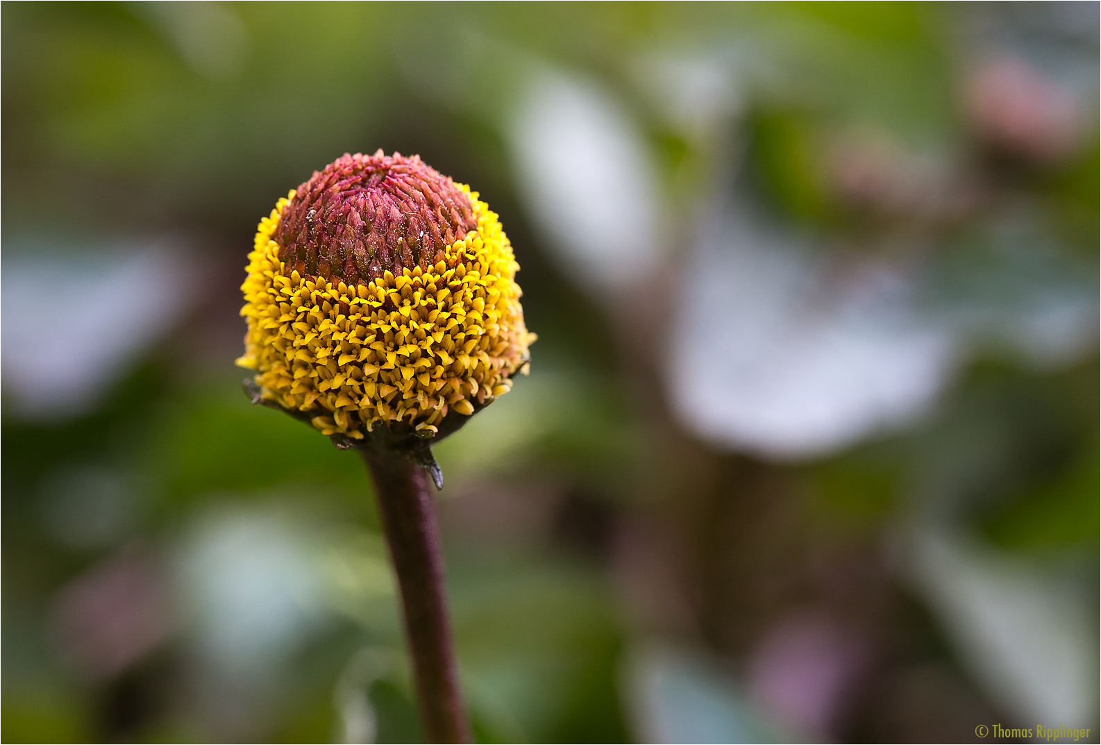 Jambú (Acmella oleracea)