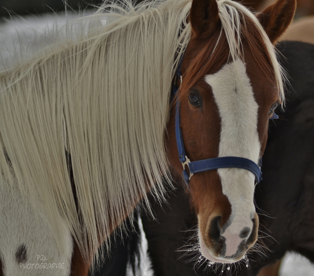 ****Jameera, Liebling der Kinder****