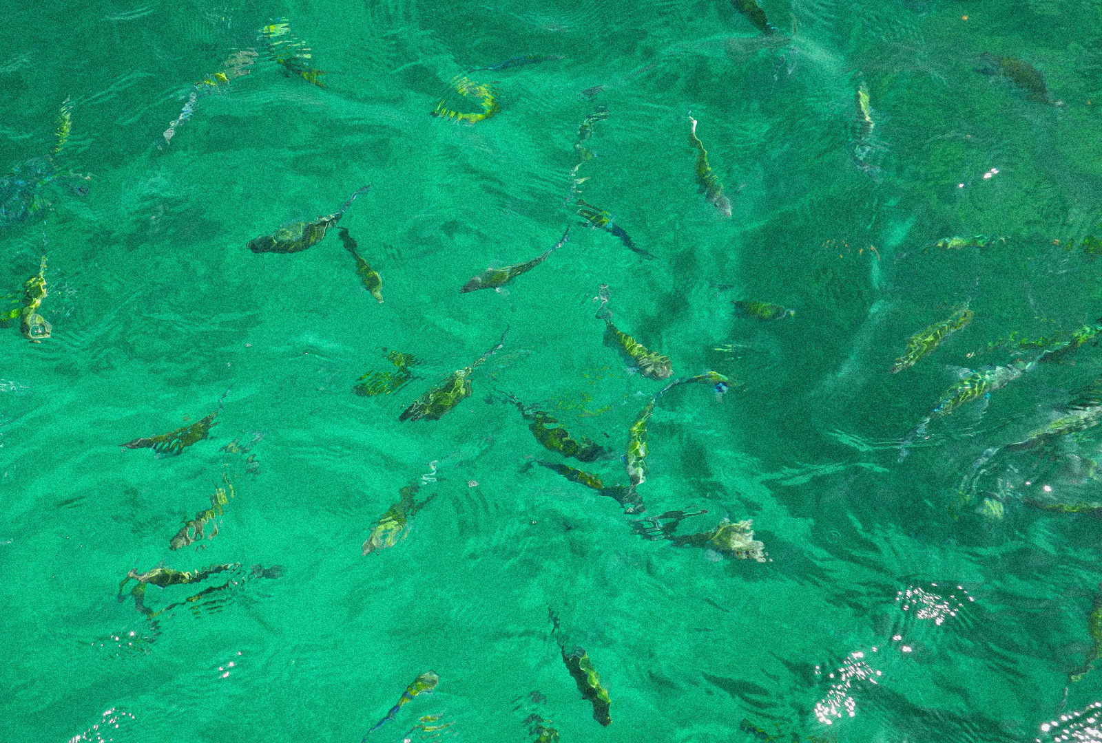 James Bond Island Wildlife