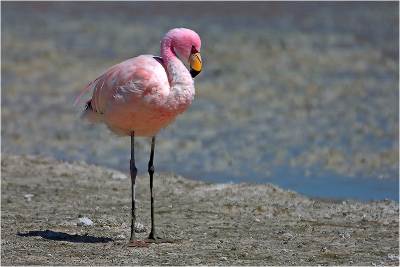 James-Flamingo (Phoenicoparrus jamesi)