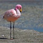 James-Flamingo (Phoenicoparrus jamesi)