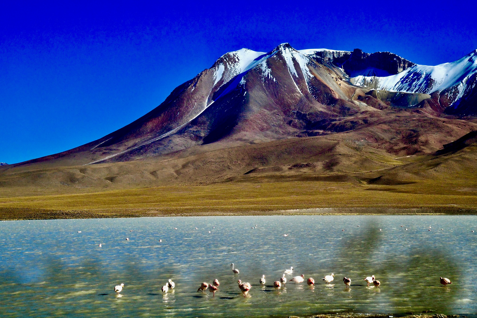 James-Flamingos auf der Laguna Cañapa (Bolivien)