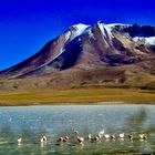 James-Flamingos auf der Laguna Cañapa (Bolivien)