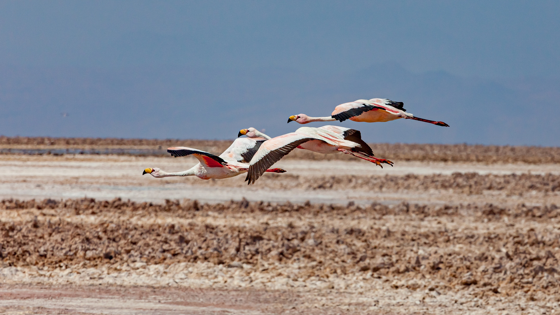 Jamesflamingos