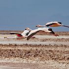 Jamesflamingos