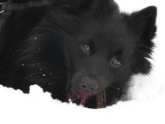 Jamie Schipperke - Flämischer Schäferhund knabbert an einem Stöckchen P1220617