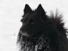 Jamie Schipperke - Schwarzer Hund auf weissem Grund P1250799