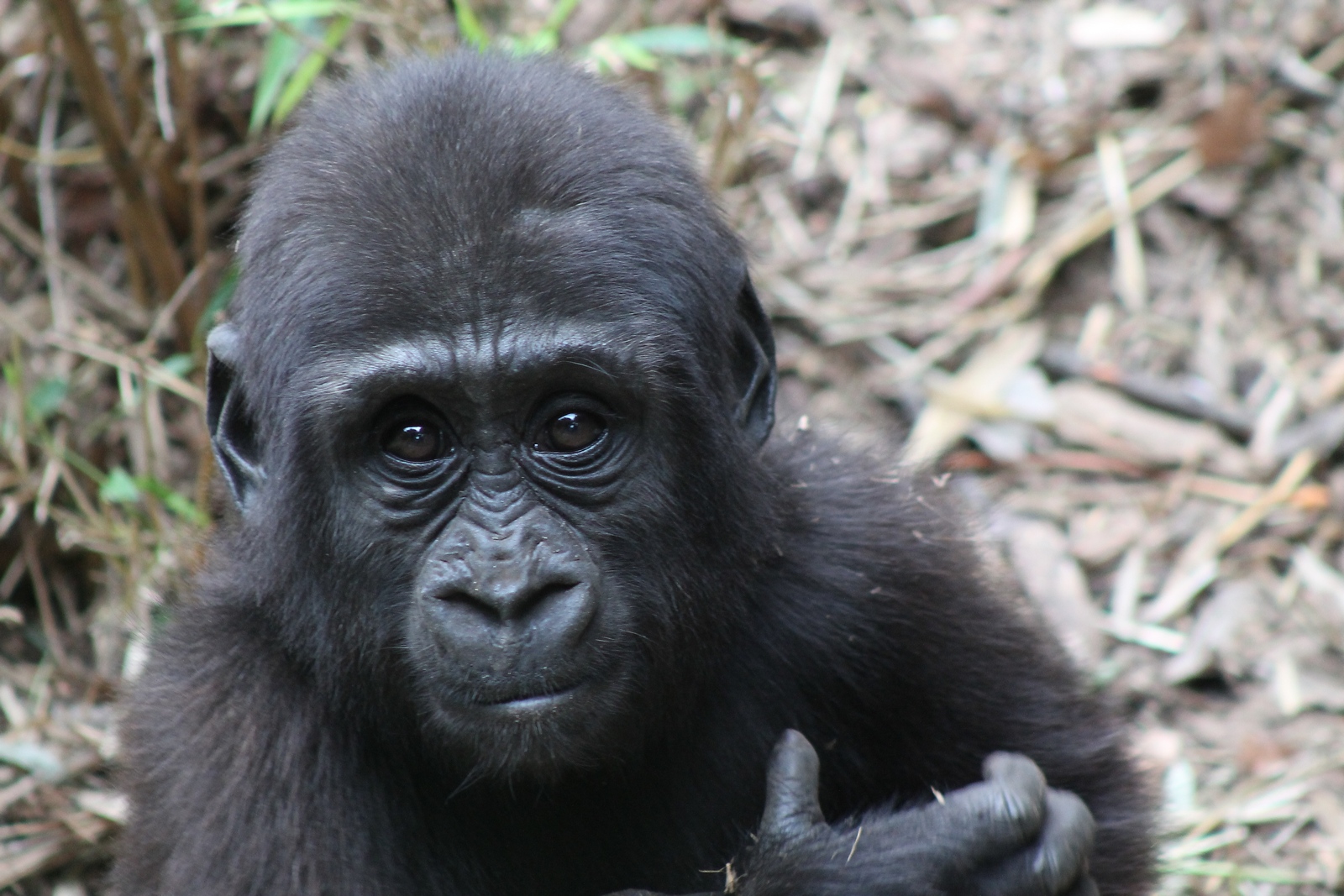 Jamila im Duisburger Zoo!