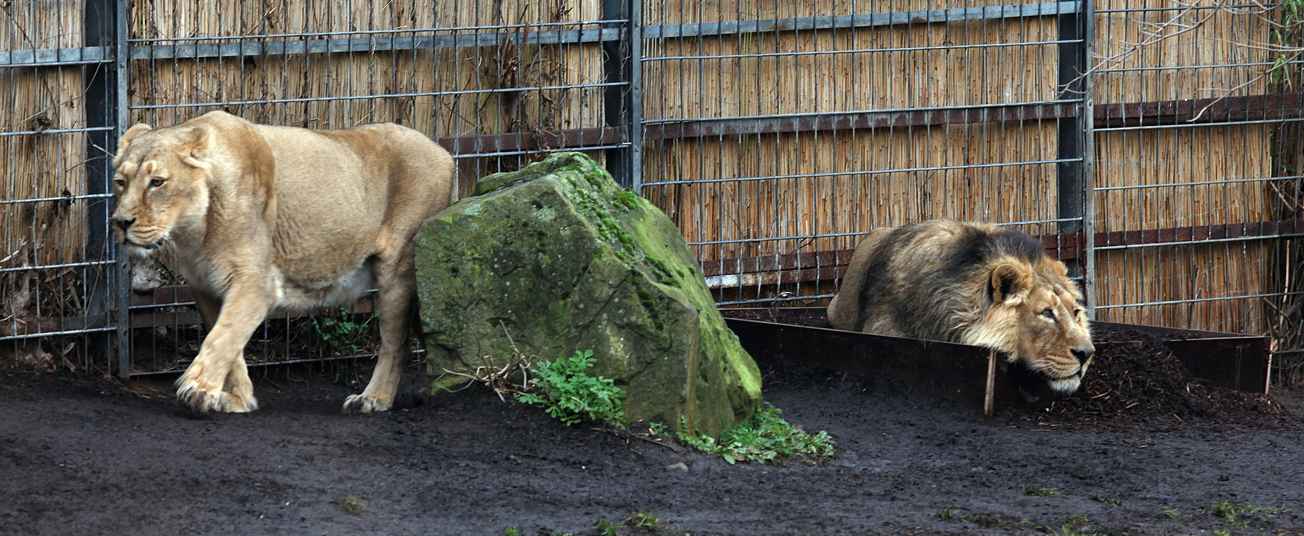 Jamina links und Rajesh rechts im Winter vor einem Jahr