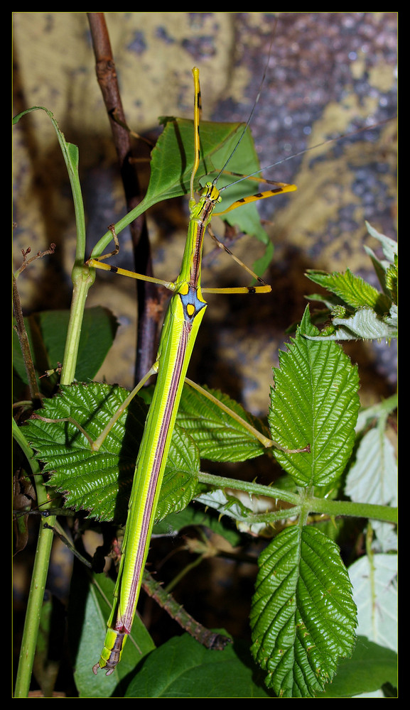 Jammi        Weibchen von Necroscia anulipes