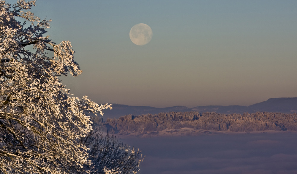 Jan09 BiechtBäume MorgenMond