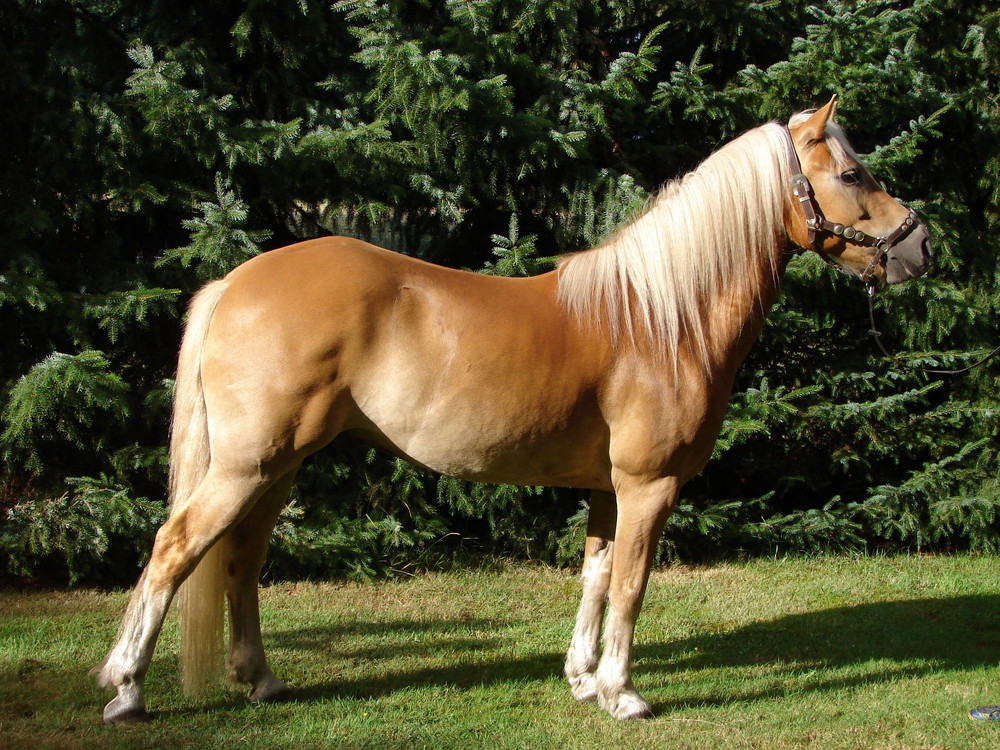 Janice ihr Haflinger "Napoleon "