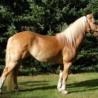 Janice ihr Haflinger "Napoleon "