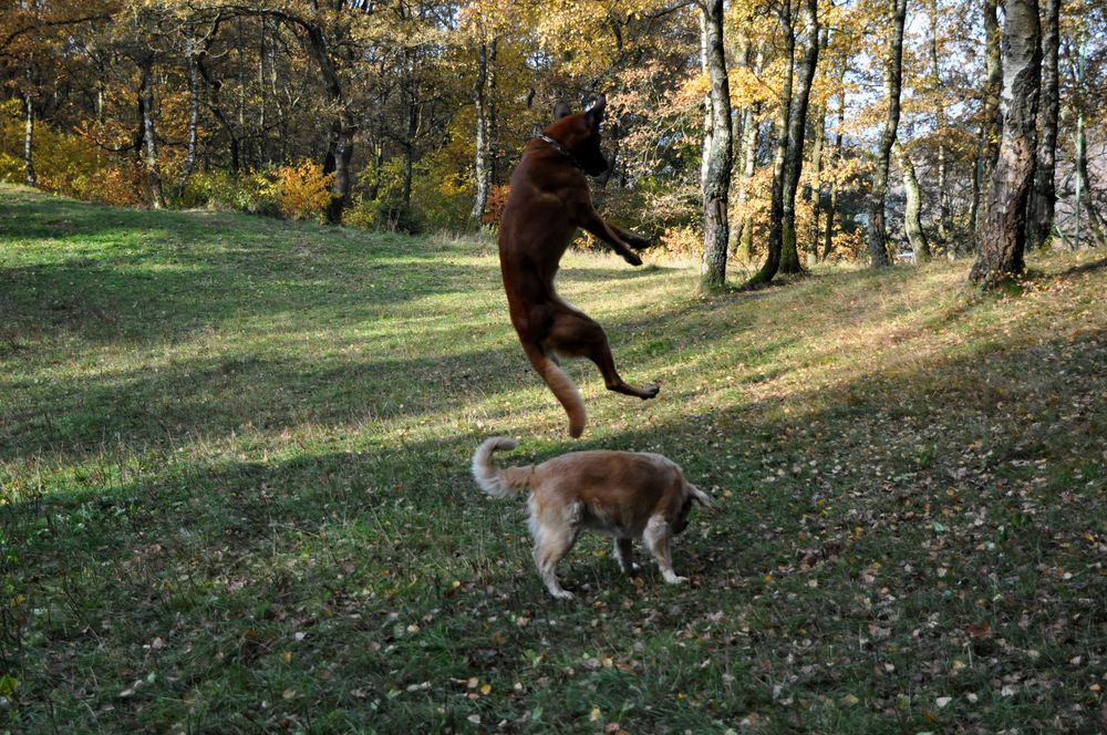 Janny und Amber