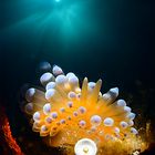 Janolus with acetabularia