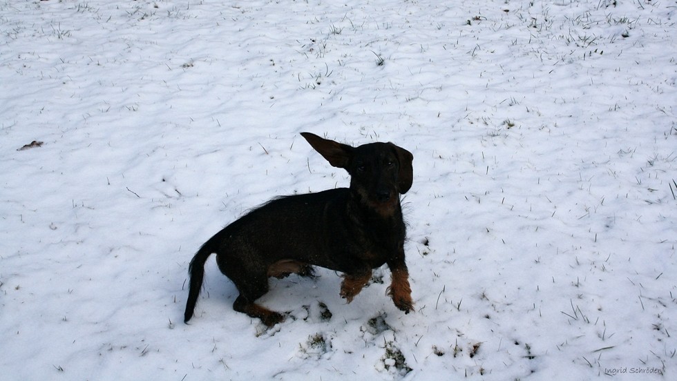 Janosch hat Lust auf Schnee