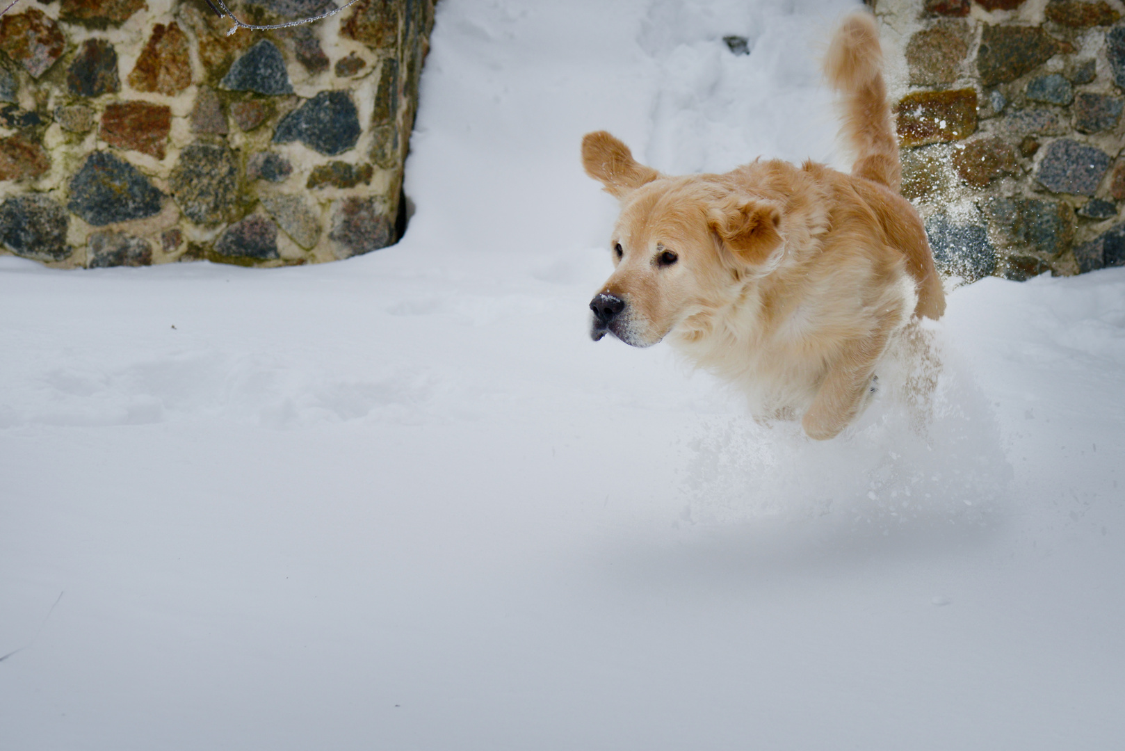 Janosch im Schnee